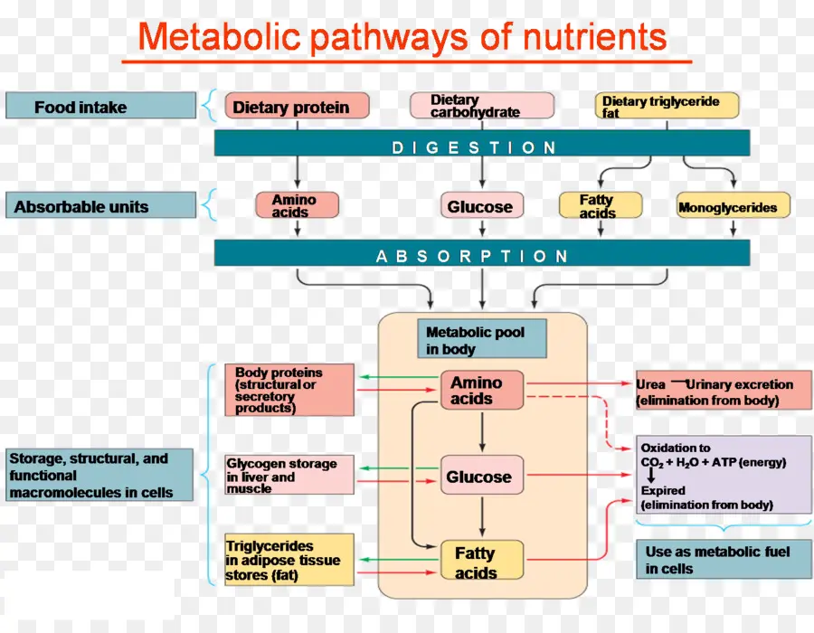 Vías Metabólicas，Nutrientes PNG