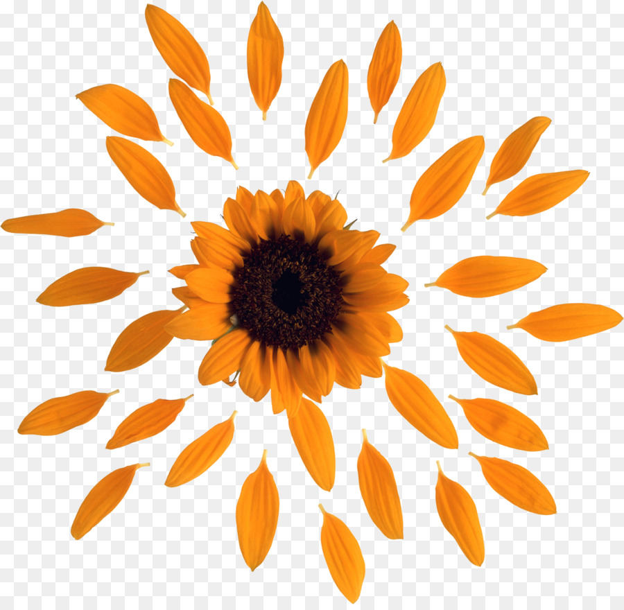 Girasol Amarillo，Planta PNG