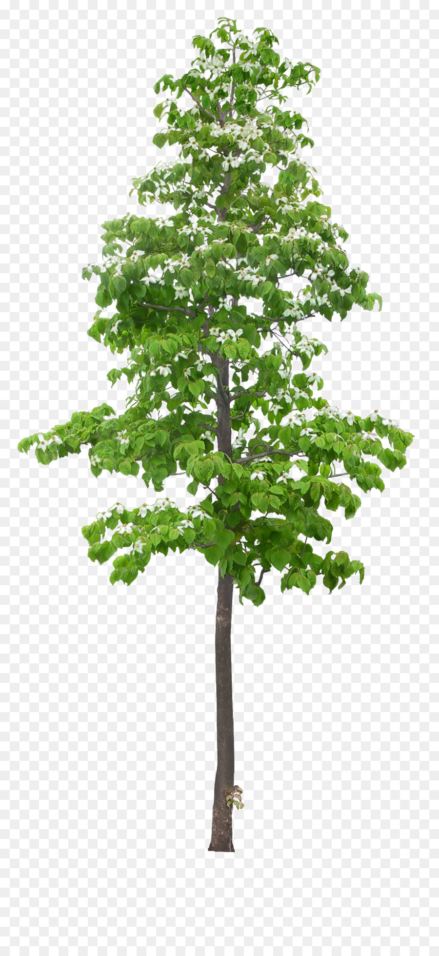 árbol，Software De Computadora PNG