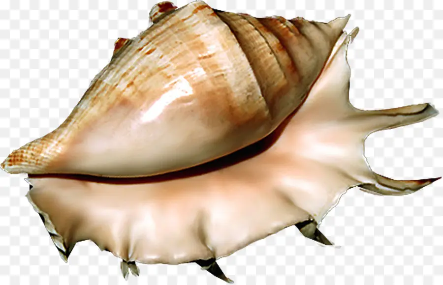 Concha De Caracola，Concha PNG