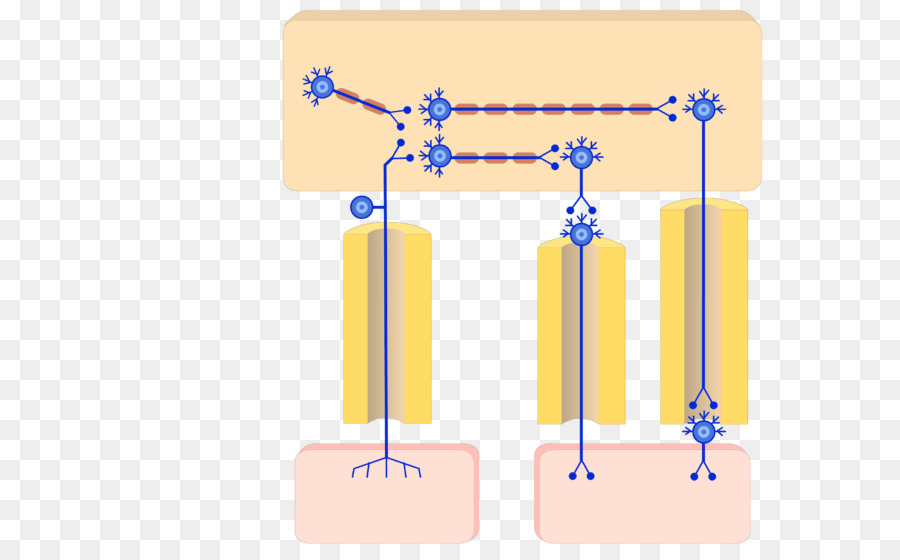 Sistema Nervioso，Sistema Nervioso Autónomo PNG