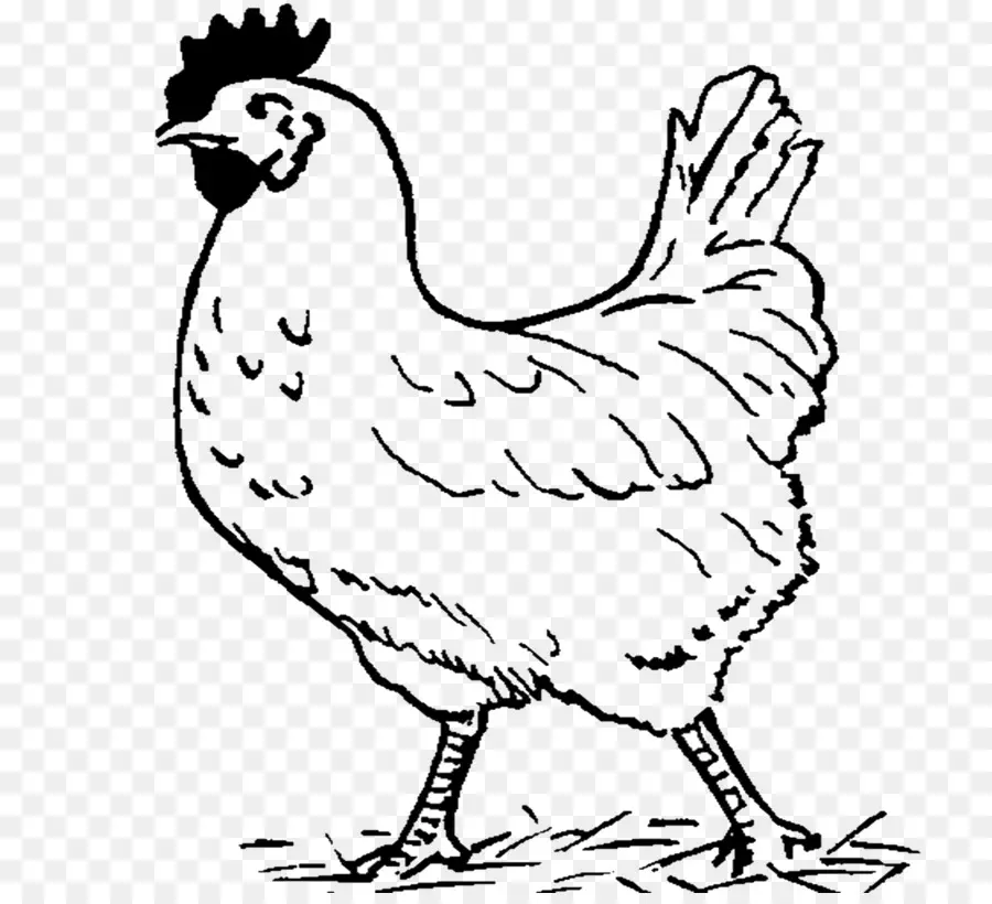 Pollo，En Blanco Y Negro PNG