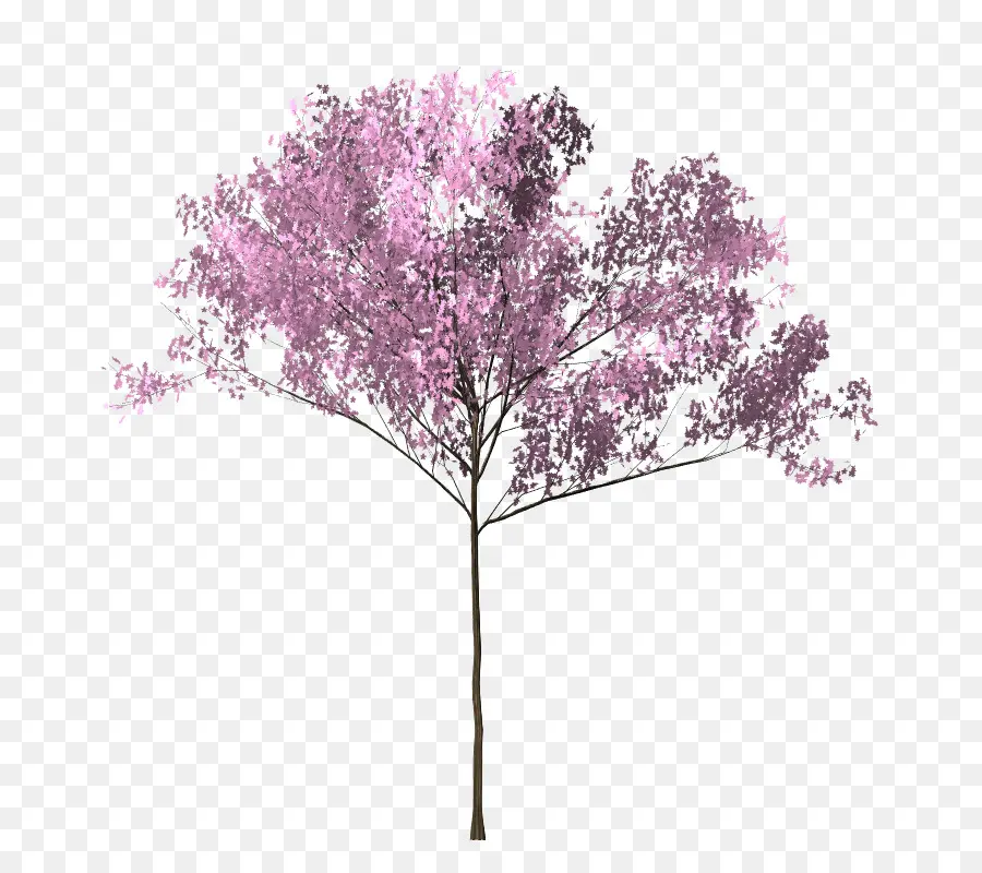 De Los Cerezos En Flor，árbol PNG