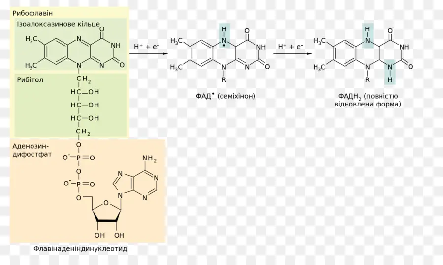 Estructura Química，Molécula PNG