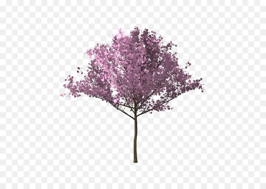 Árbol De Flores Rosadas，Florecer PNG