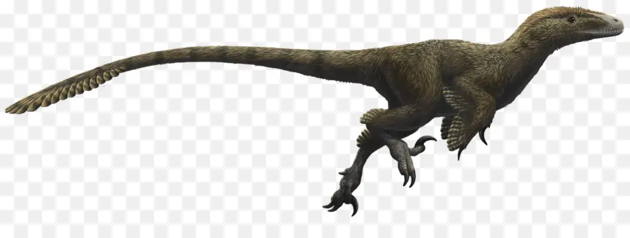 Velociraptor，Utahraptor PNG