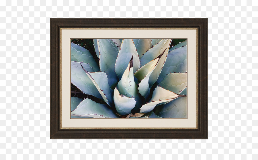 Agave Azul，Leuchtenbergia PNG