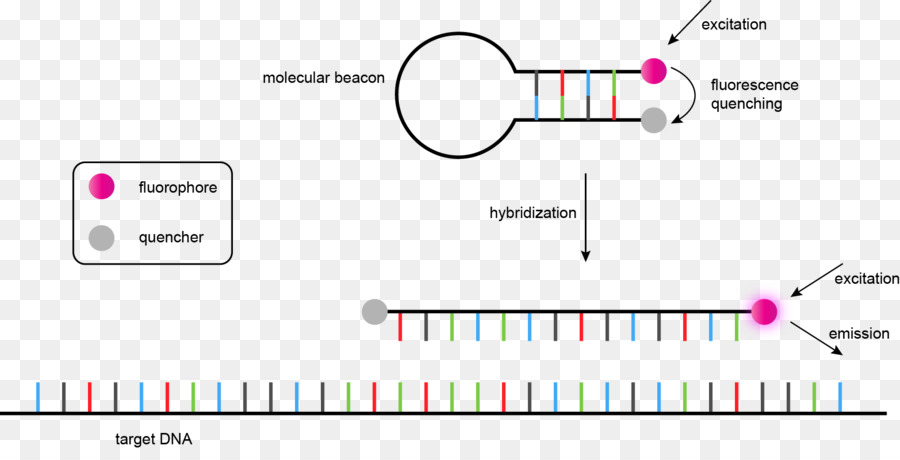 Genoma，La Secuencia Del ácido Nucleico PNG