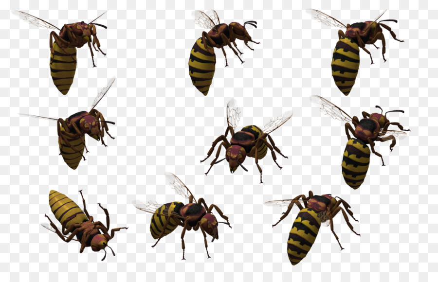 Abejas，Vuelo PNG