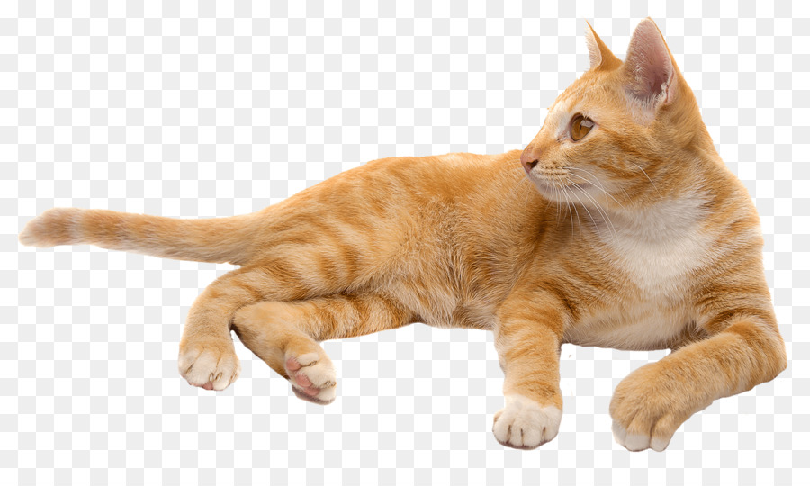 Gato Durmiendo，Descansando PNG