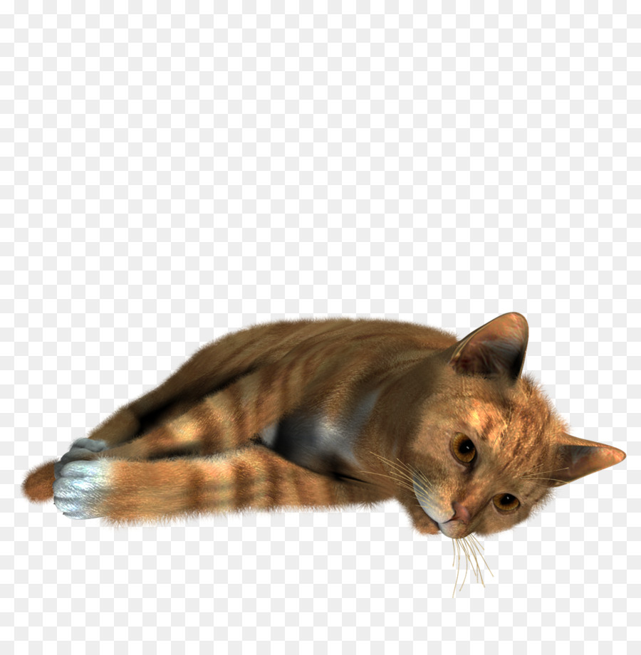 Gato Siamés，Gatito PNG