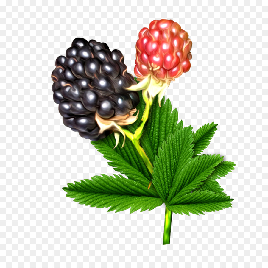 Dewberry，Berry PNG