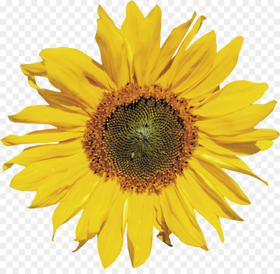 Girasol，Amarillo PNG