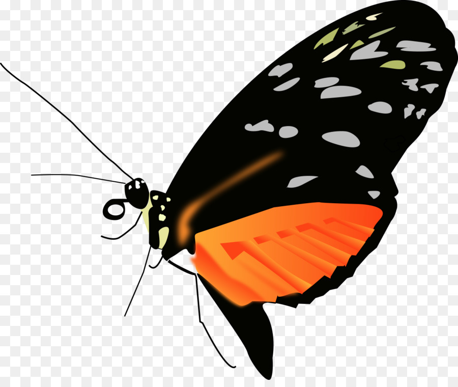 Mariposa，Insecto PNG