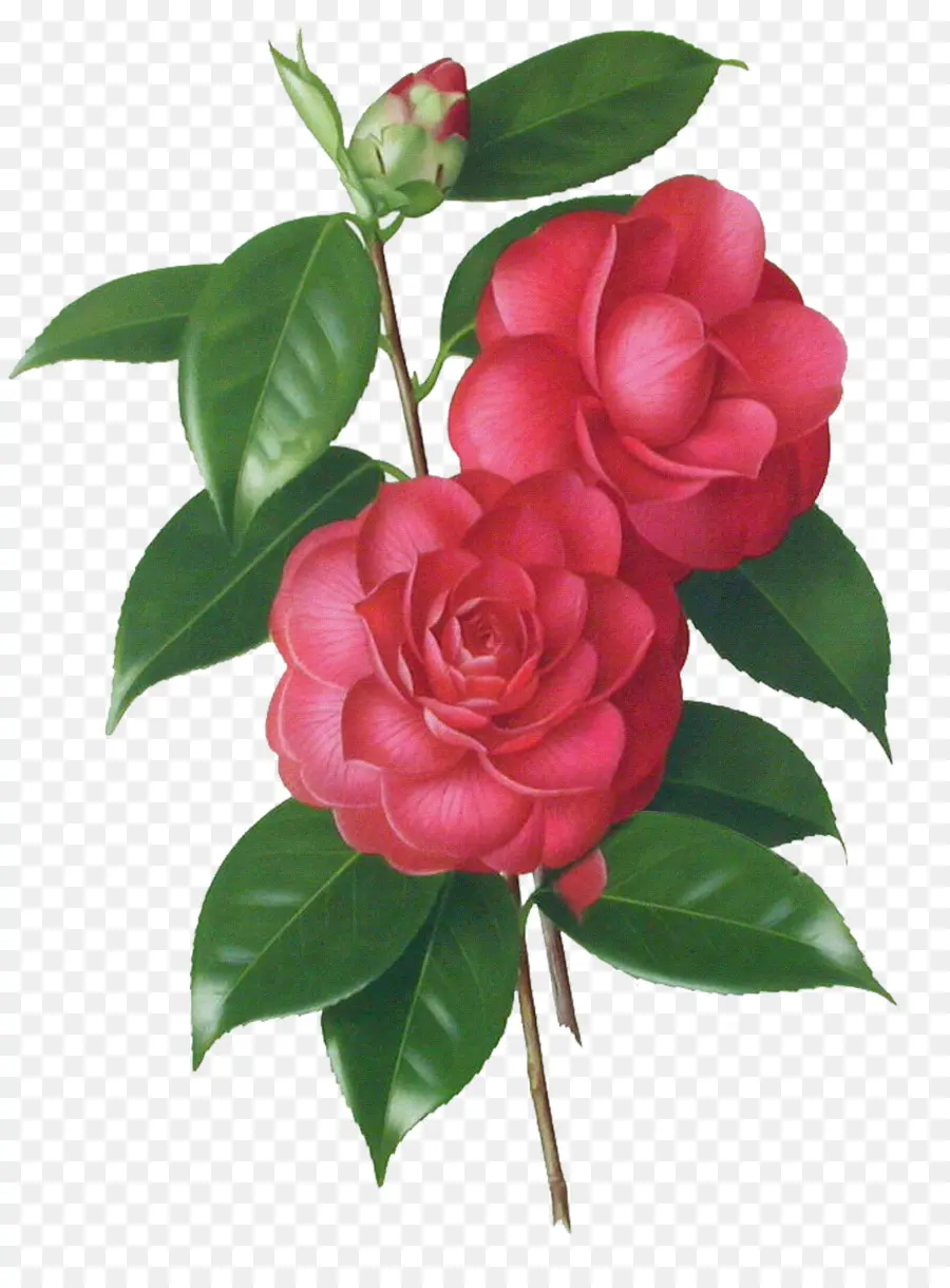 Rosas Rojas，Rojo PNG