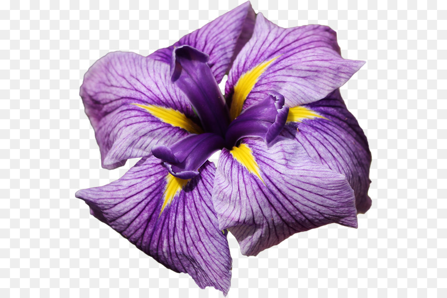 Flor，Violeta PNG