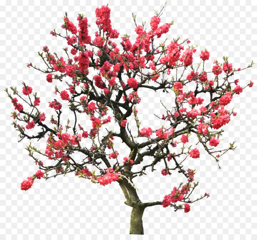 árbol Floreciente，Florecer PNG