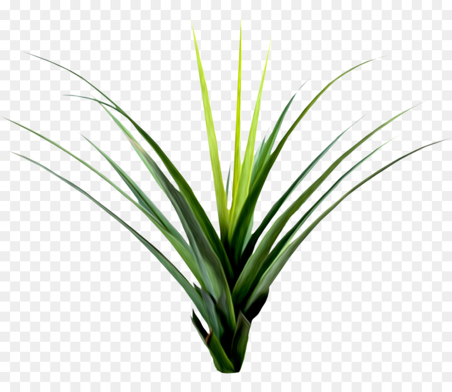 Planta En Maceta，Verdor PNG