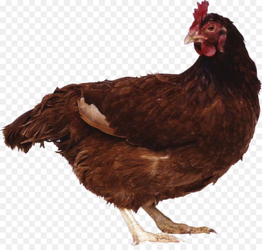 Pollo，Aves De Corral PNG