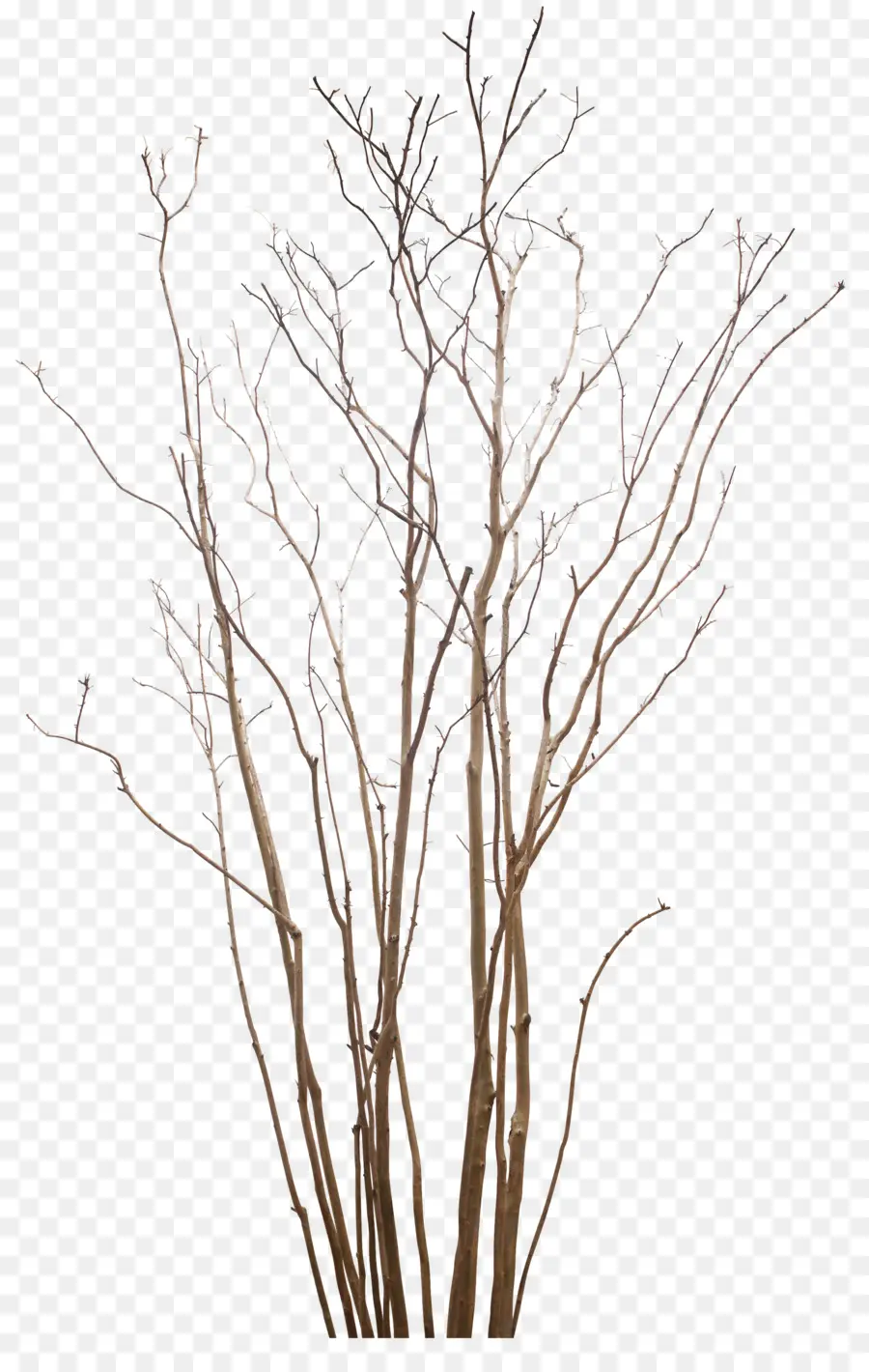 árbol，Planta PNG