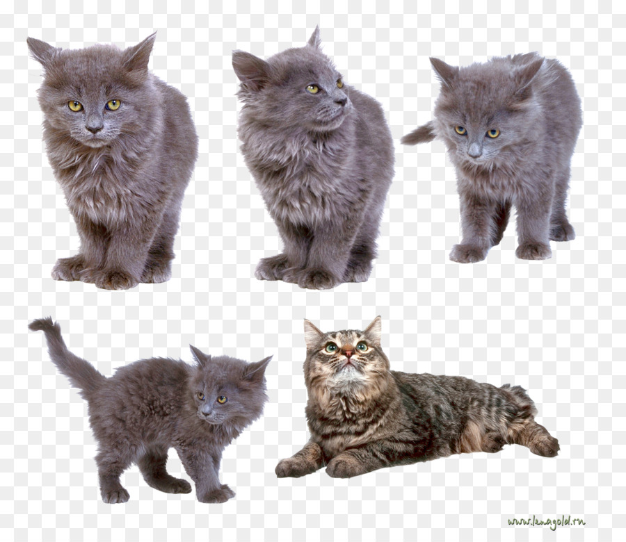 American Bobtail，British Semilonghair PNG