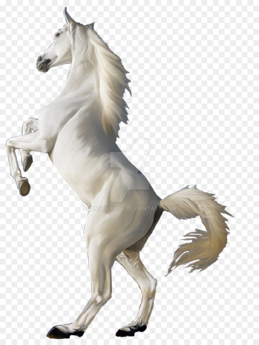 Mustang，Fondo De Escritorio PNG