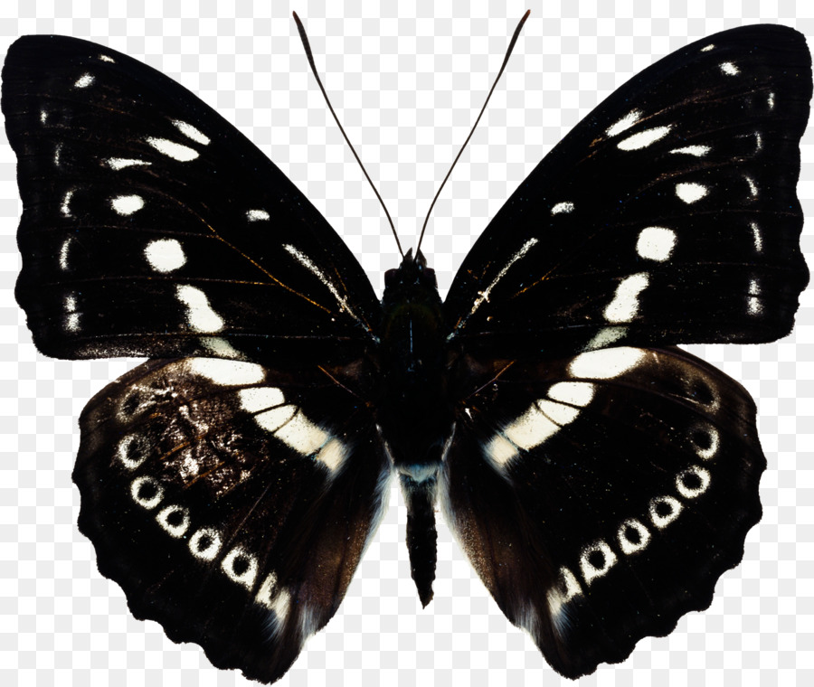 Mariposa，Desenfoque Gaussiano PNG