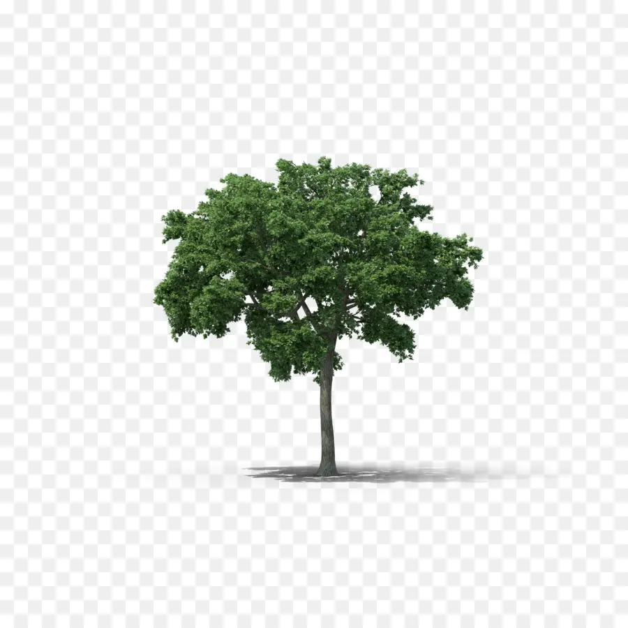 árbol，Elm PNG