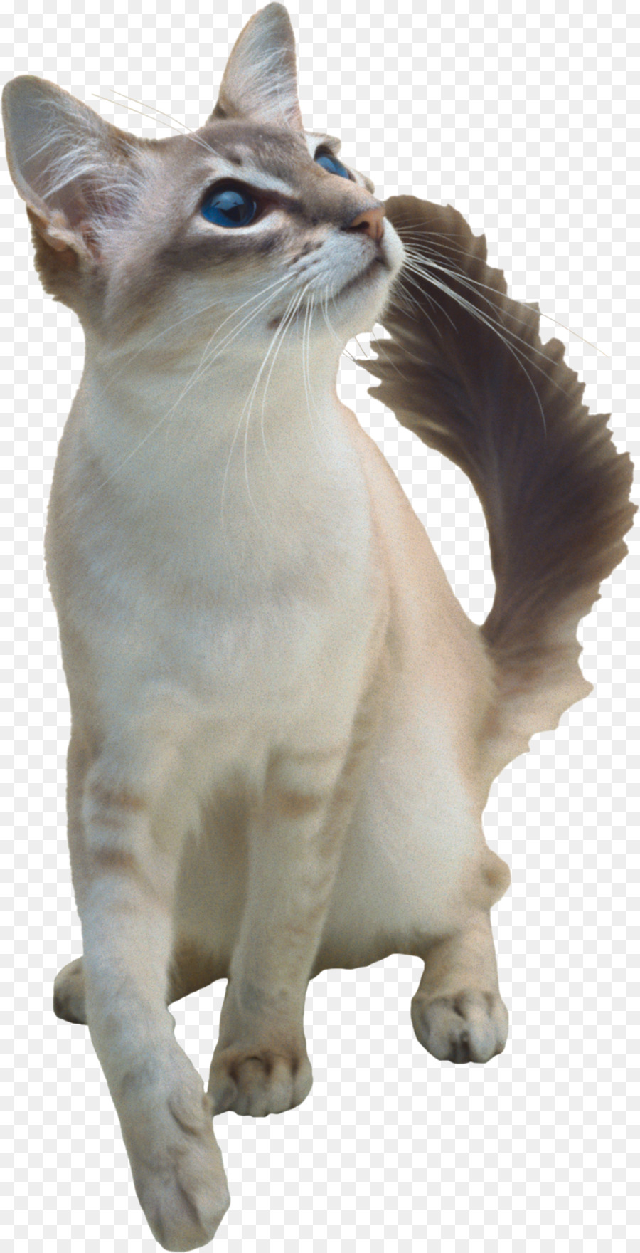 Egeo Gato，El Gato Balinés PNG