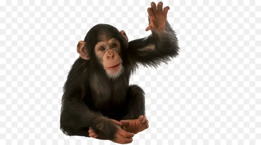 Chimpancé，Mono PNG