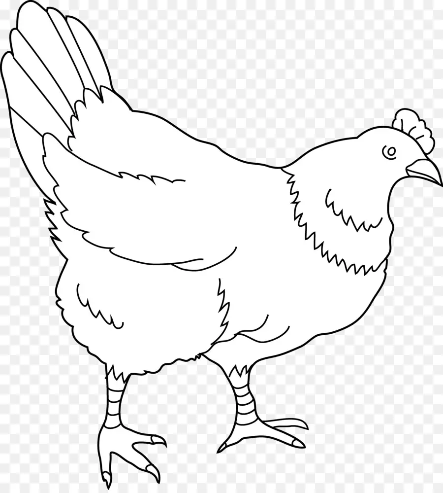Pollo，Dibujo PNG