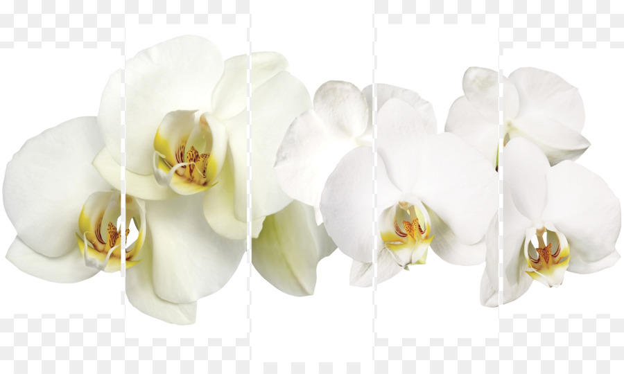 Orquídeas Blancas，Florecer PNG