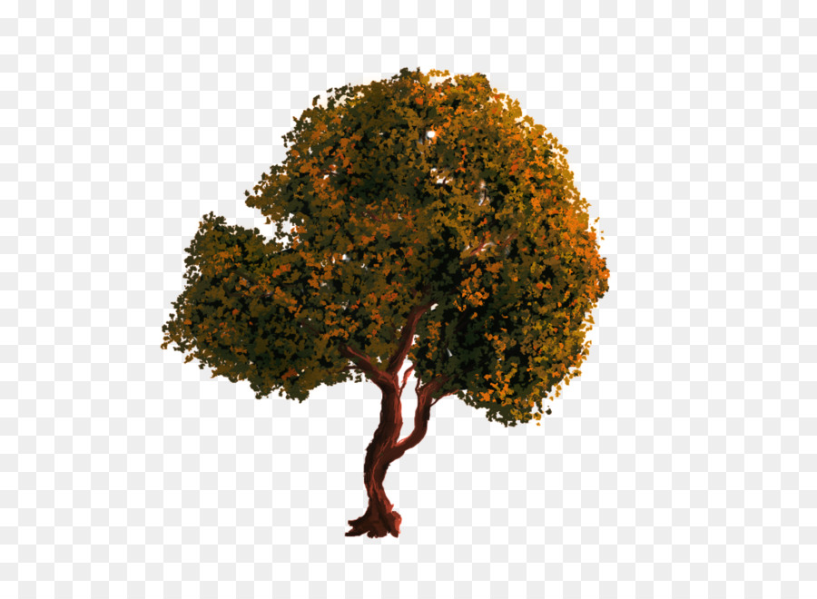 árbol，Photoscape PNG