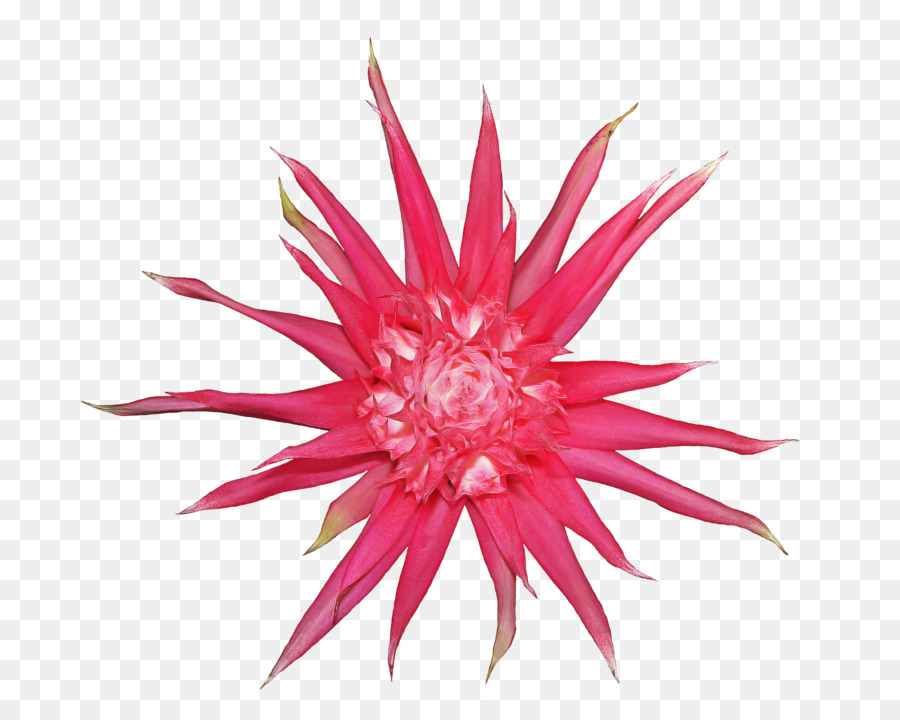 Bromelia，Flor PNG