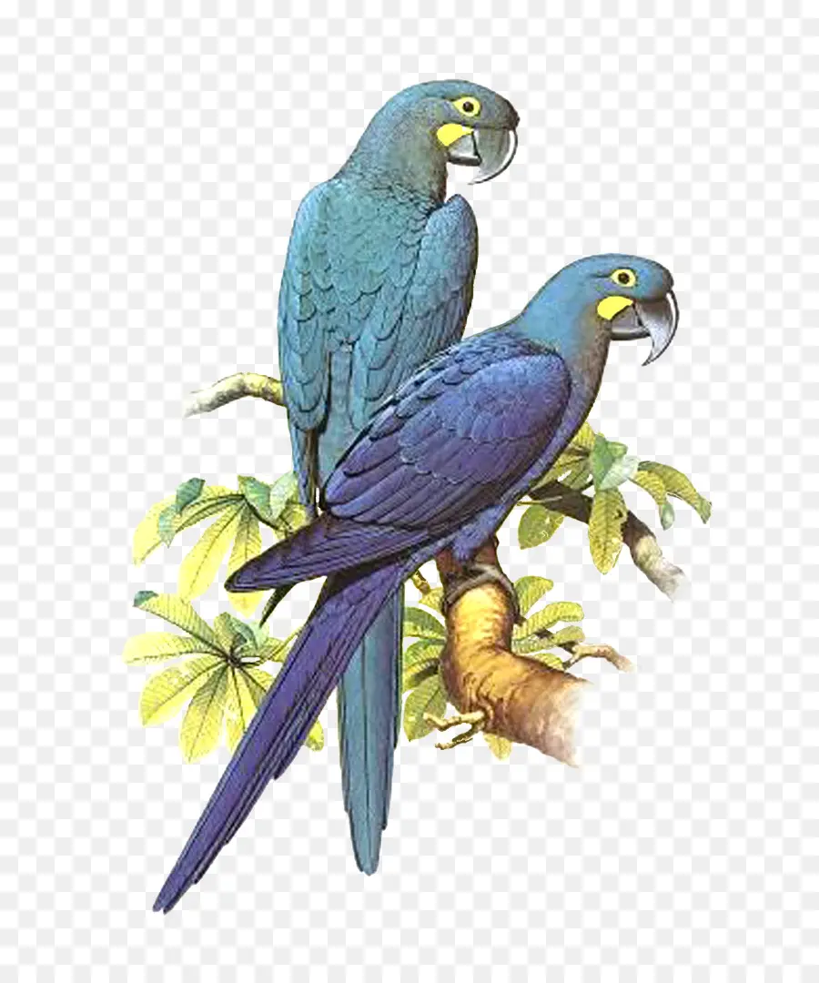 Parrot，Pájaro PNG