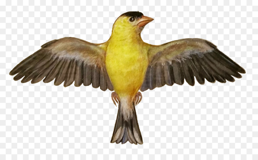 Pájaro，Vuelo PNG