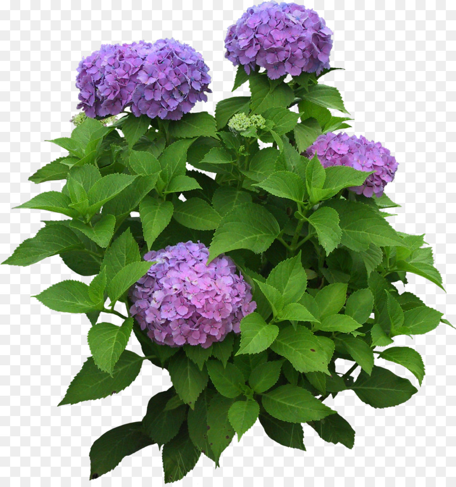 Flor，Descargar PNG