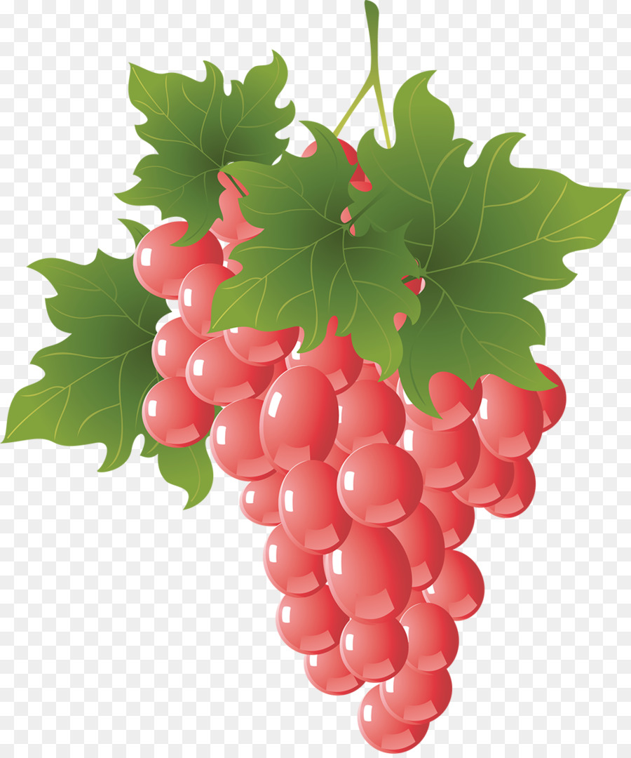 Uvas，Enredadera PNG