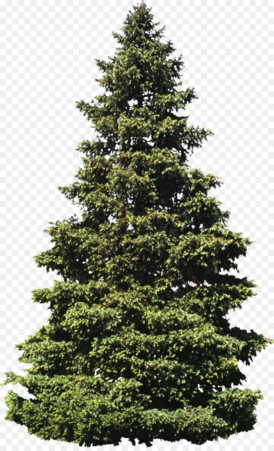 árbol，Pino Silvestre PNG