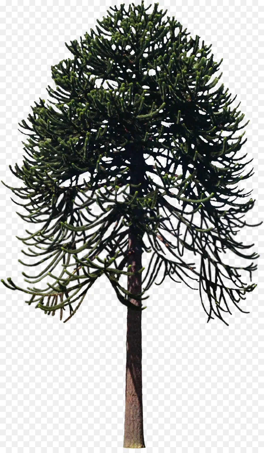 árbol，Planta PNG