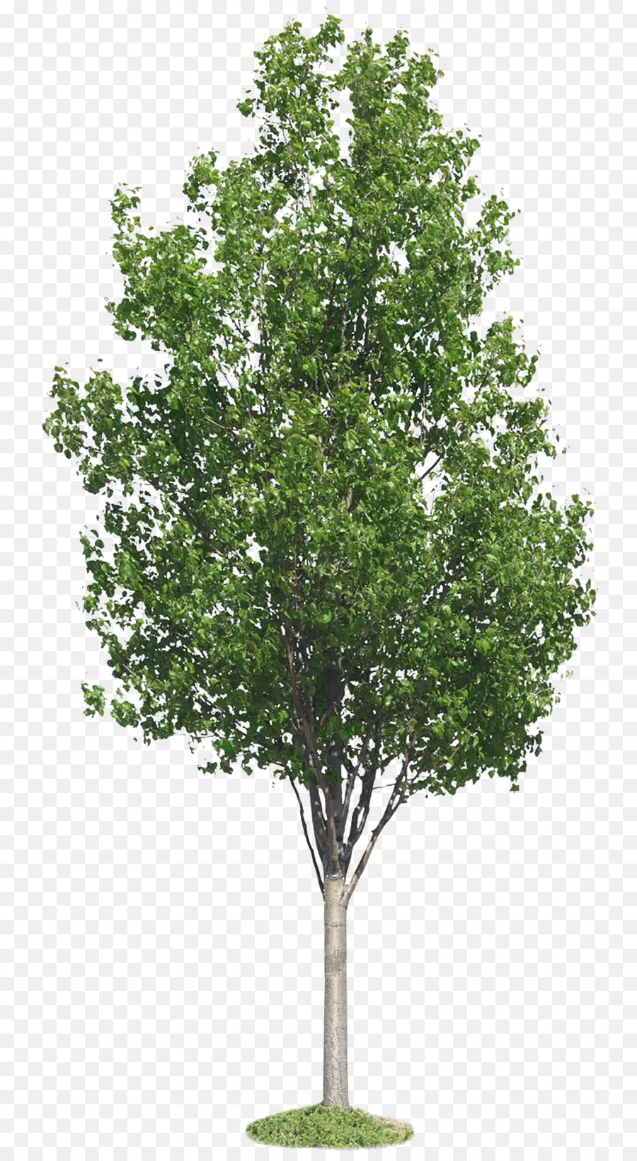 árbol Verde，Árbol PNG