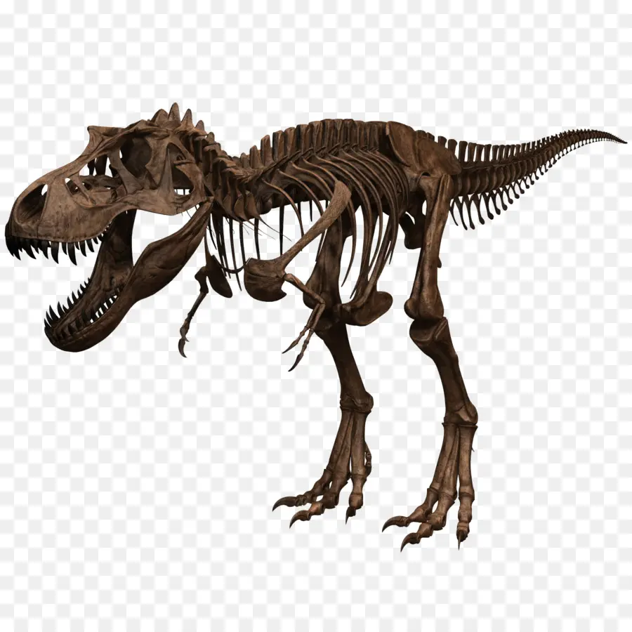 Tyrannosaurus，Esqueleto PNG