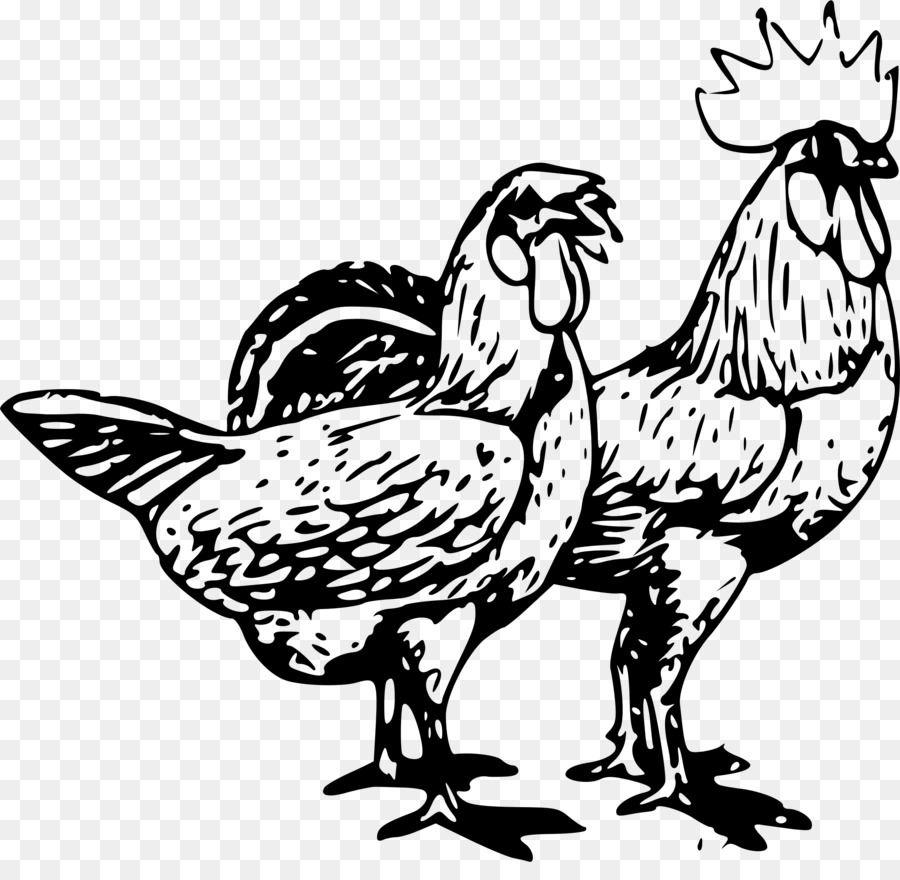 Pollos，Gallo PNG