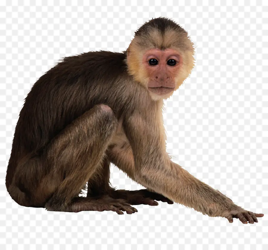 Mono，Mono Capuchino PNG