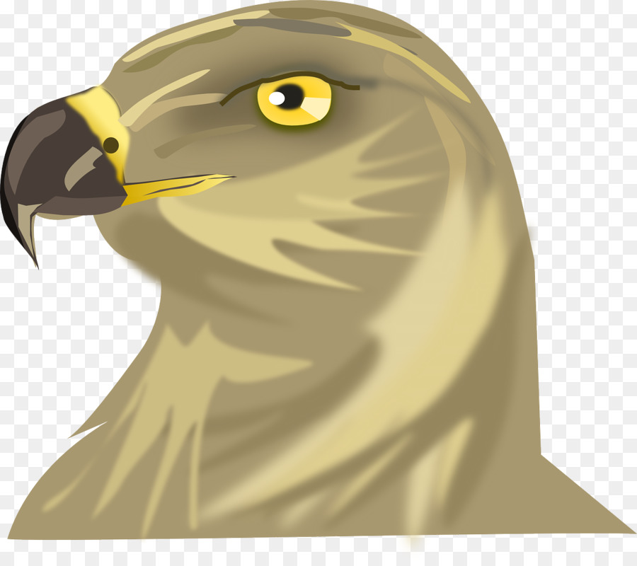 Pájaro，Hawk PNG