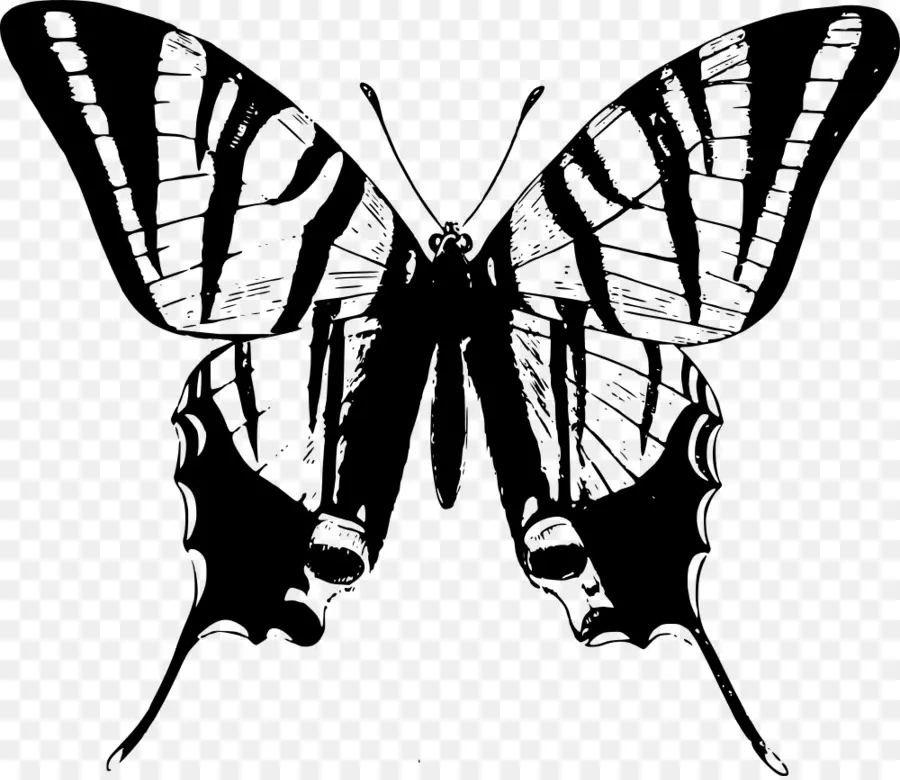 Mariposa，Camiseta PNG