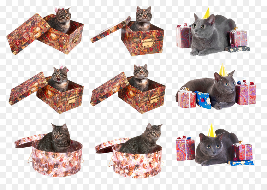 Gato，Gatito PNG