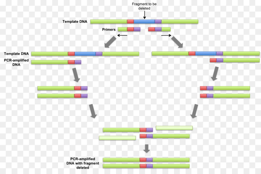 Diagrama De Secuencia De Arn，Genómica PNG