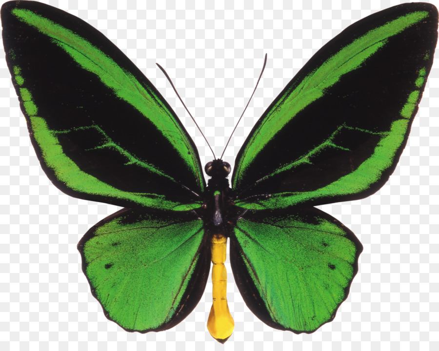 Mariposa Verde，Alas PNG