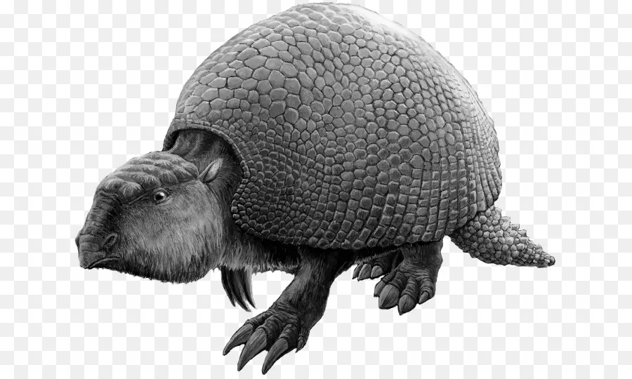 Gliptodonte，Armadura PNG